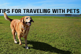 Tips For Traveling With Pets