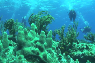 Scuba Diving In The Caribbean